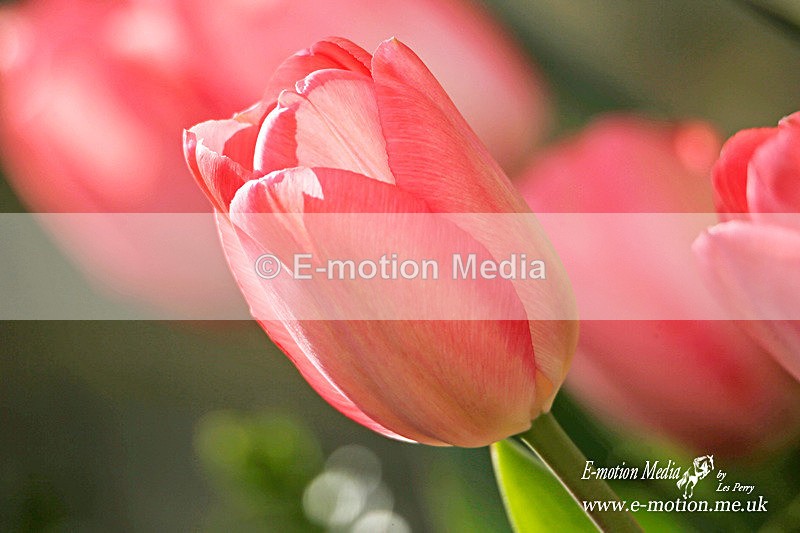 060420 -185459a - Nature