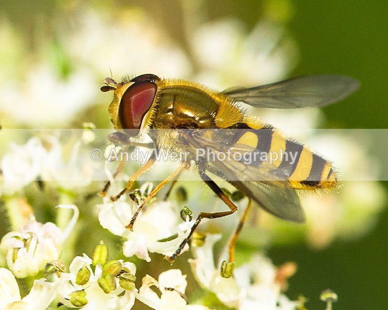 20130727-_MG_5143 - Insects