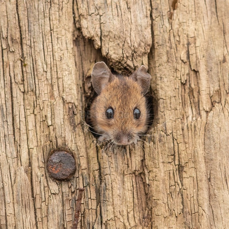 Wood Mouse SD2524 - Greeting Cards