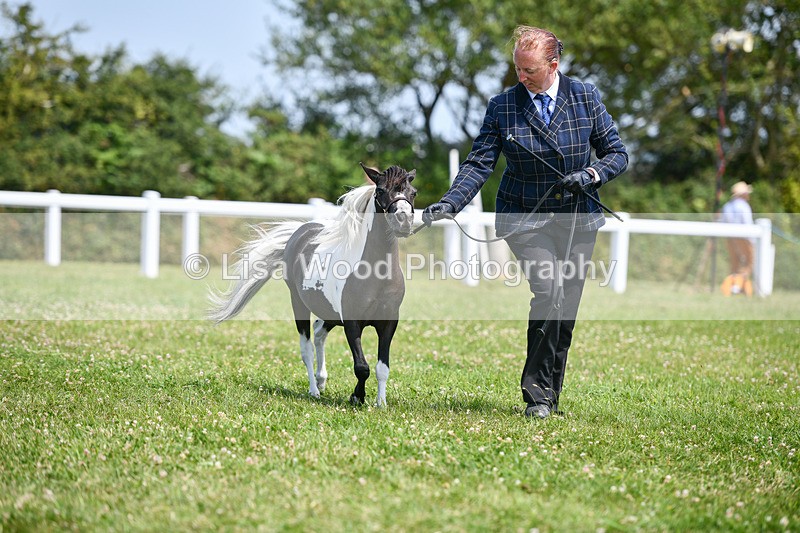 DSC_7363 - Class 62: Coloured Pony Youngstock