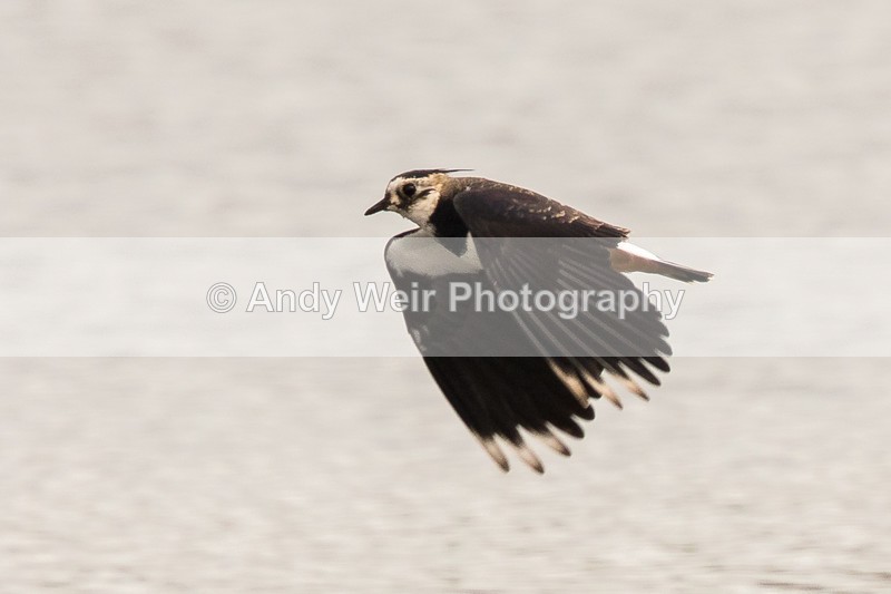 20160906-8E0A8829 - Other Waders