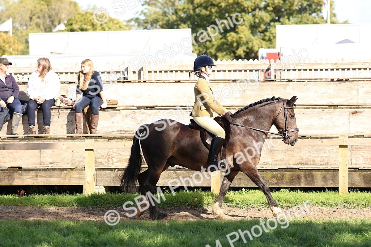 SBM_52336 - S13 - Pony Club Pony