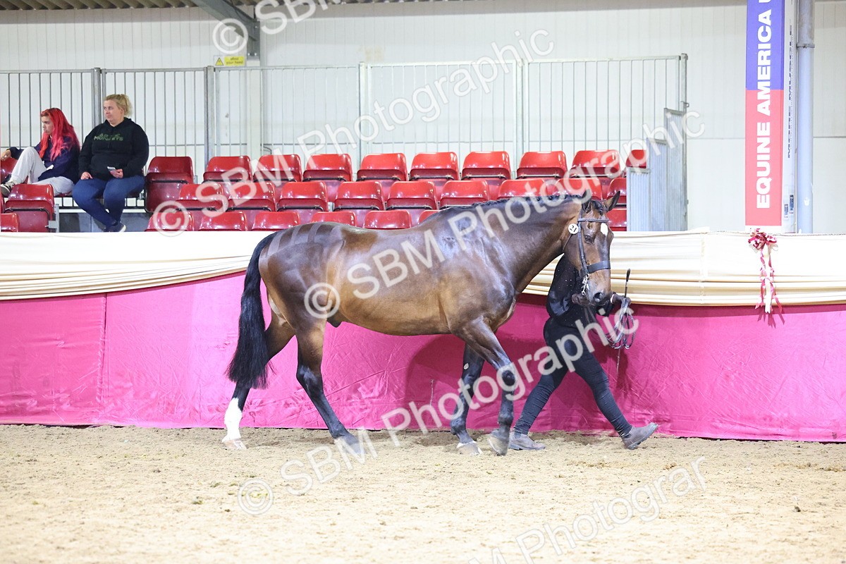SBM_18784 - Class E IH Horse Champ