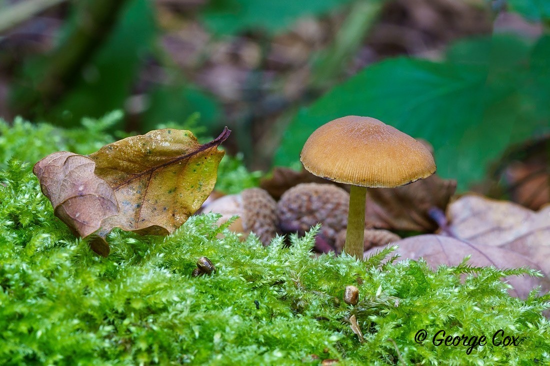 Fungus_Calke - Fungi