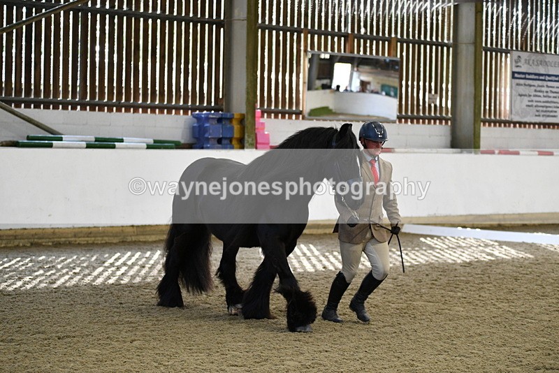 WJ5_4254 - Class 6 In hand M&M - Large Breeds