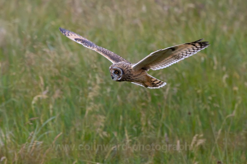 Short Eared Owl. - Latest images