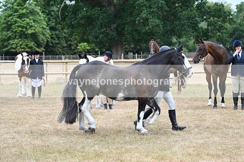 WJ7_9855 - Class 5a Most Handsome Gelding (above 14.2hh)