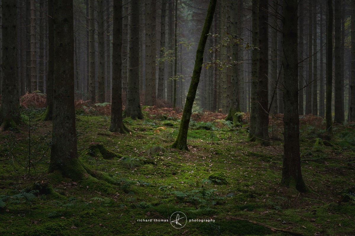 13 degrees - Woodland