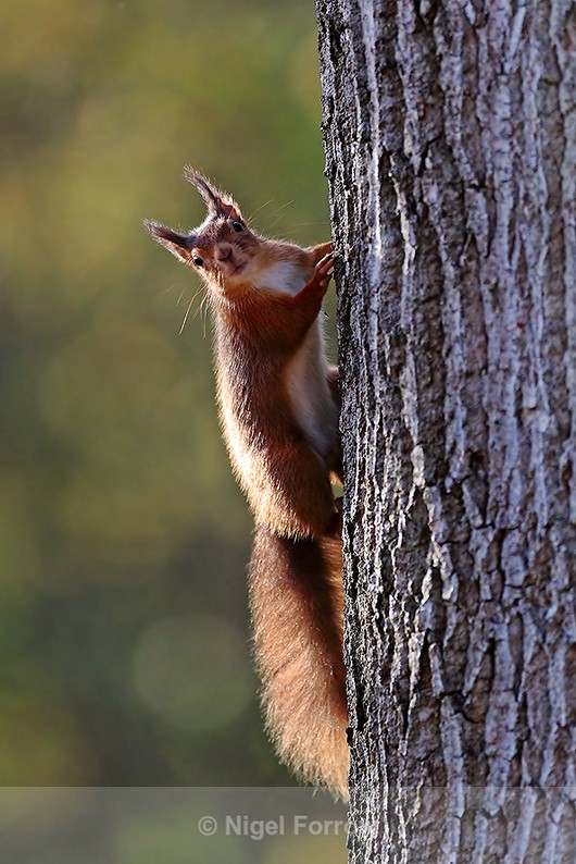 Red Squirrel about to climb up a tree trunk on Brownsea Island - Squirrel