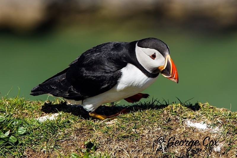 Puffin Portrait - Puffins
