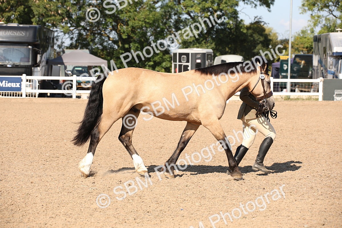 SBM_02671 - Class 16 IH M&M Wildcard