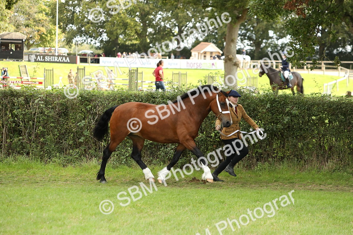 SBM_65353 - S47 - Mountain & Moorland In Hand Large Breeds