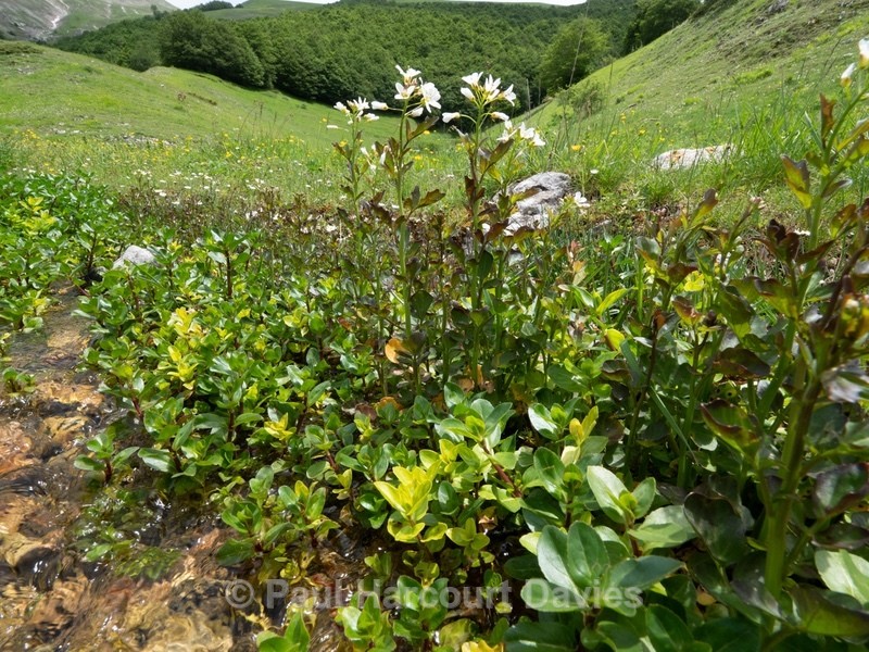 Water cress (Nasturtium officinale)  - Flowers in the Landscape - 2