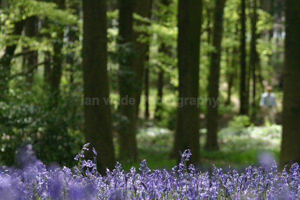 Bluebell wood  _S056 - Woodland scenes & flowers