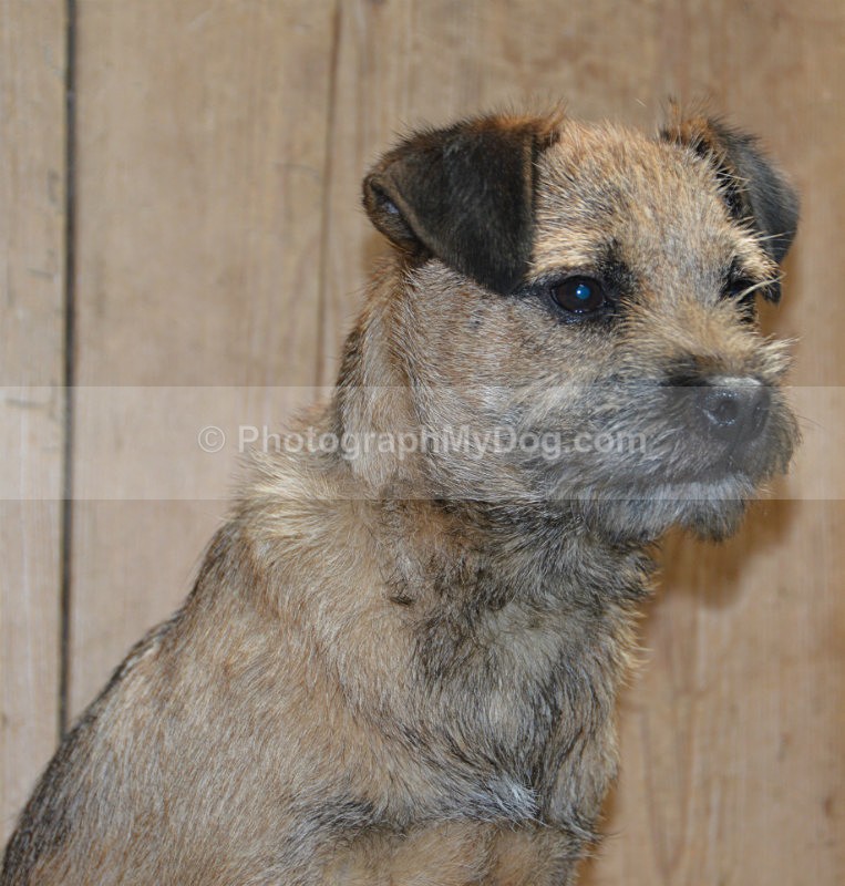  - Border Terriers