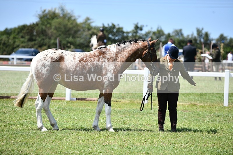 DSC_7523 - Class 63: Coloured Horse Youngstock