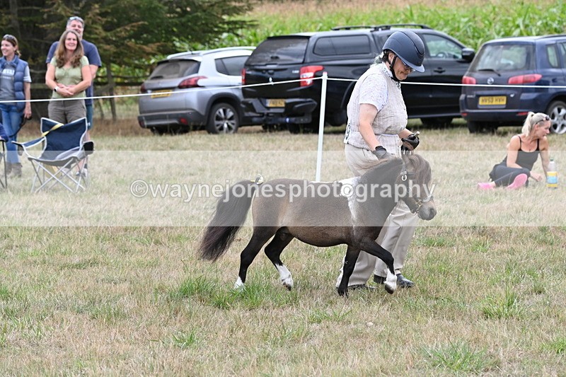 WJ6_5692 - Class 18 In-hand Coloured