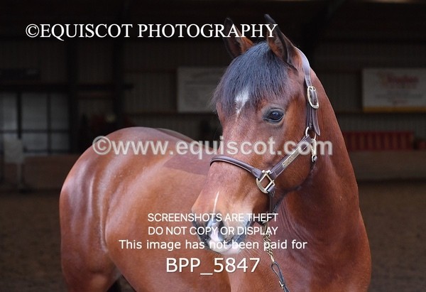 BPP_5847 - Marion West pony 3