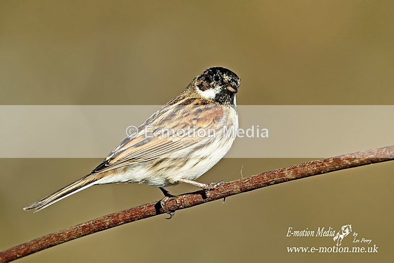 Reed Bunting M 100315 33 - Nature