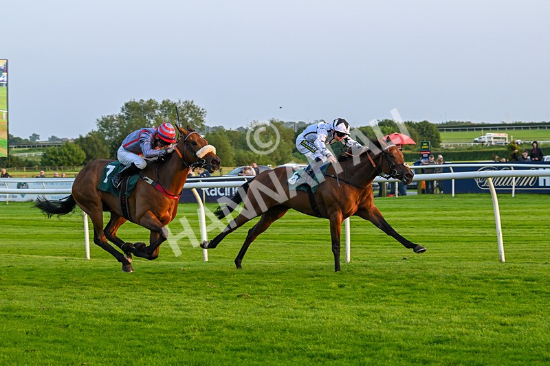 310524-Race 5-Dusk Dame-8942 - Race 5