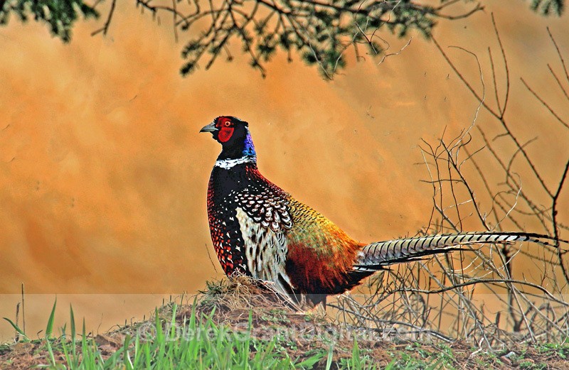 Male Ring-necked Pheasant