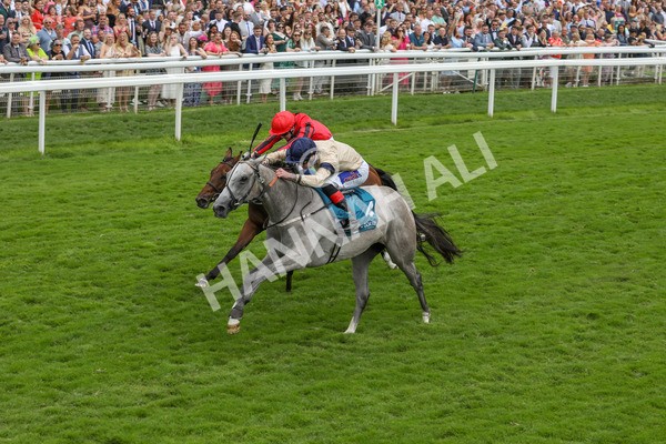 270724-Race 4-Greydreambeliever-4715 - Race 4 4.00pm Sky Bet Club EBF Fillies' Novice Stakes
