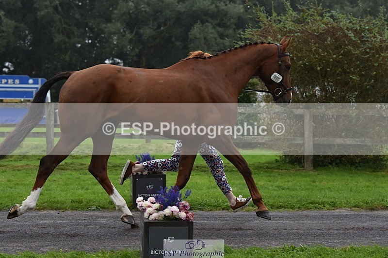 231018-115840-00016 - 002-CHILLI.BILL-Alicia.Wilkinson-TrotUp