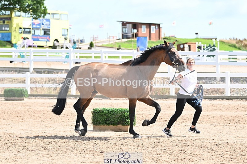 240717A-154326-03011 - Trot Up 3pm to 4pm