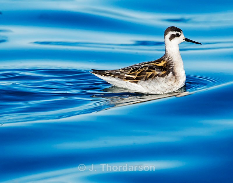  - Sea Birds