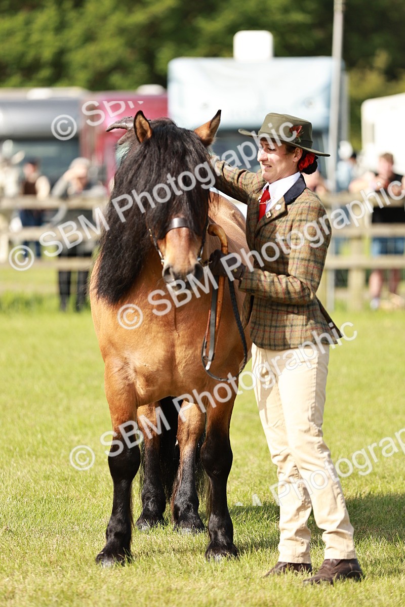 SBM_00816 - Class 14-23 - Mountain & Moorland In Hand Non Welsh