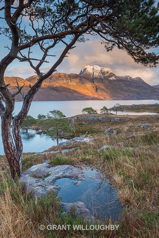  - Scots Pines