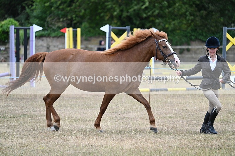 WJ7_8183 - Class 4 Prettiest Mare up to 14.2hh