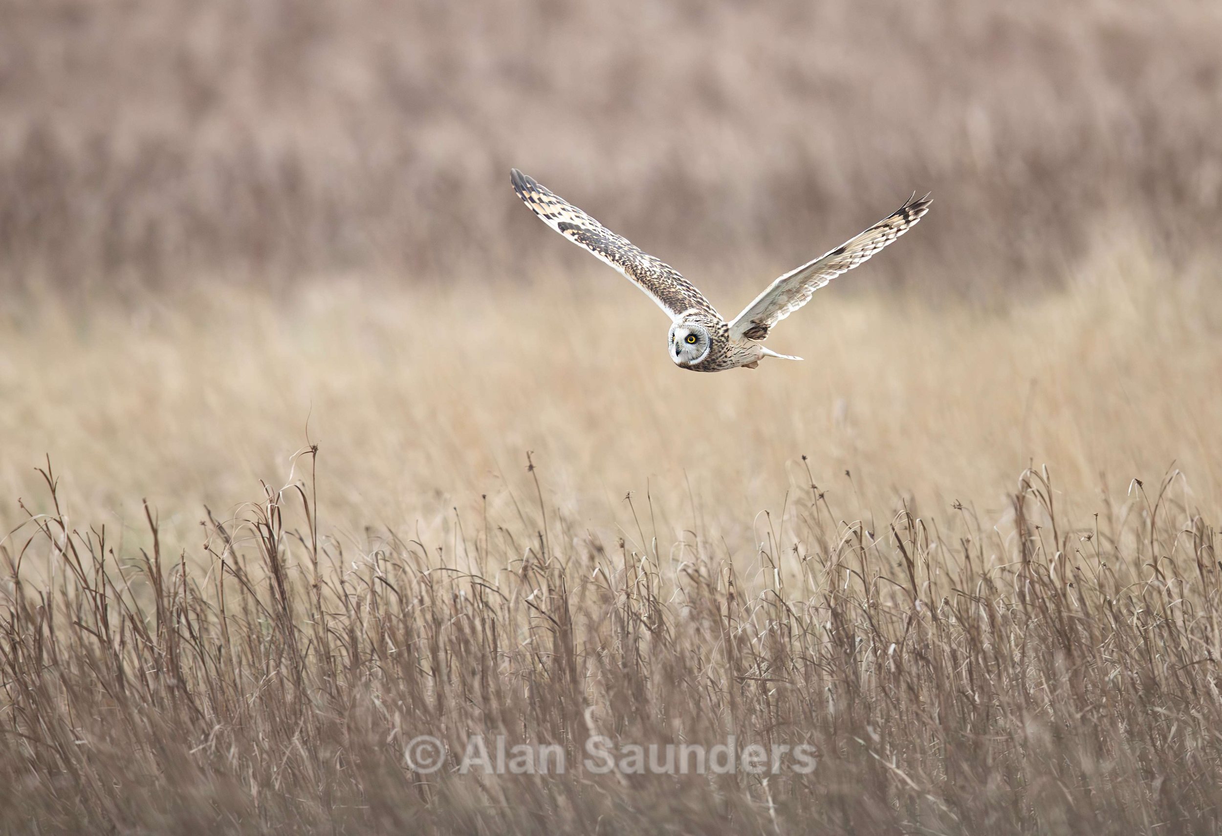 Short Eared Owl