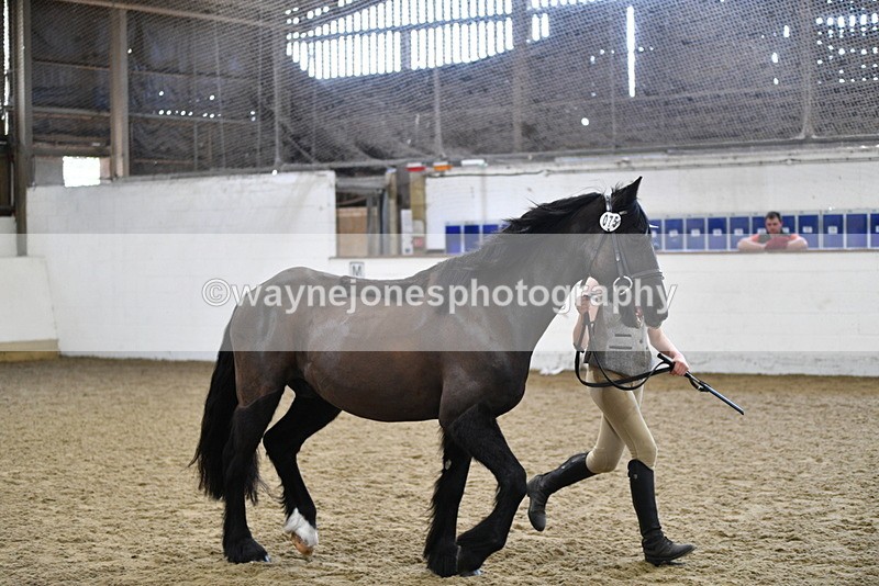 WJ5_4562 - Class 3 Part Bred In hand