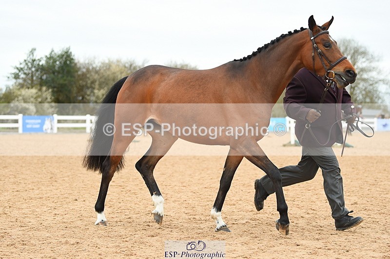 230416A-140538-04737 - Cls 46+43 In Hand Warmbloods and Foreign