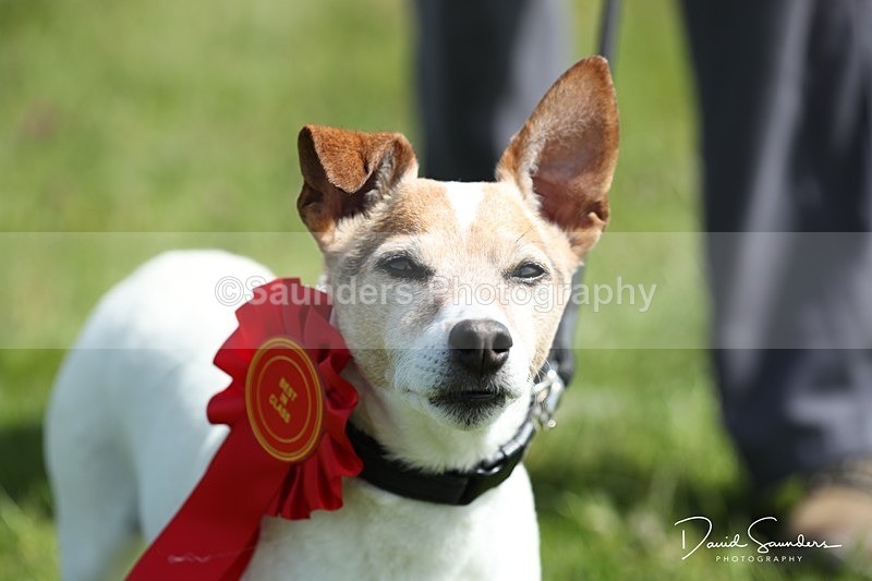 SPXX0601 - Dog show