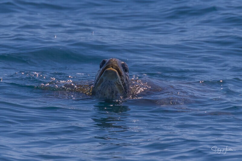 Green Turtle on surface 2. 0A3A0284 - Turtles