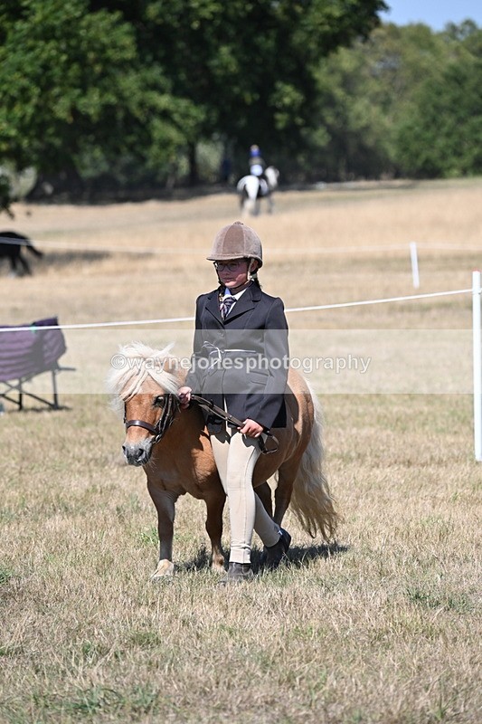 WJ6_8642 - Class 37b Best Loan Pony In-hand