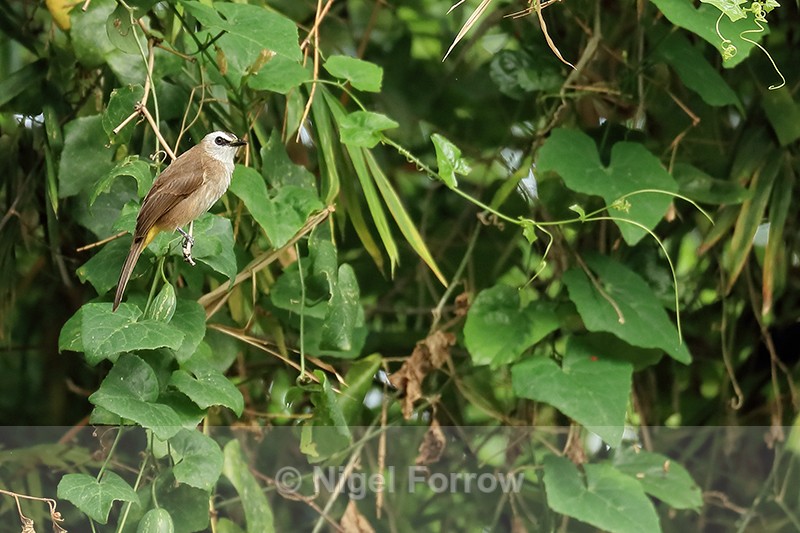 Yellow-vented Bulbul, Battambang, Cambodia - Yellow-vented Bulbul