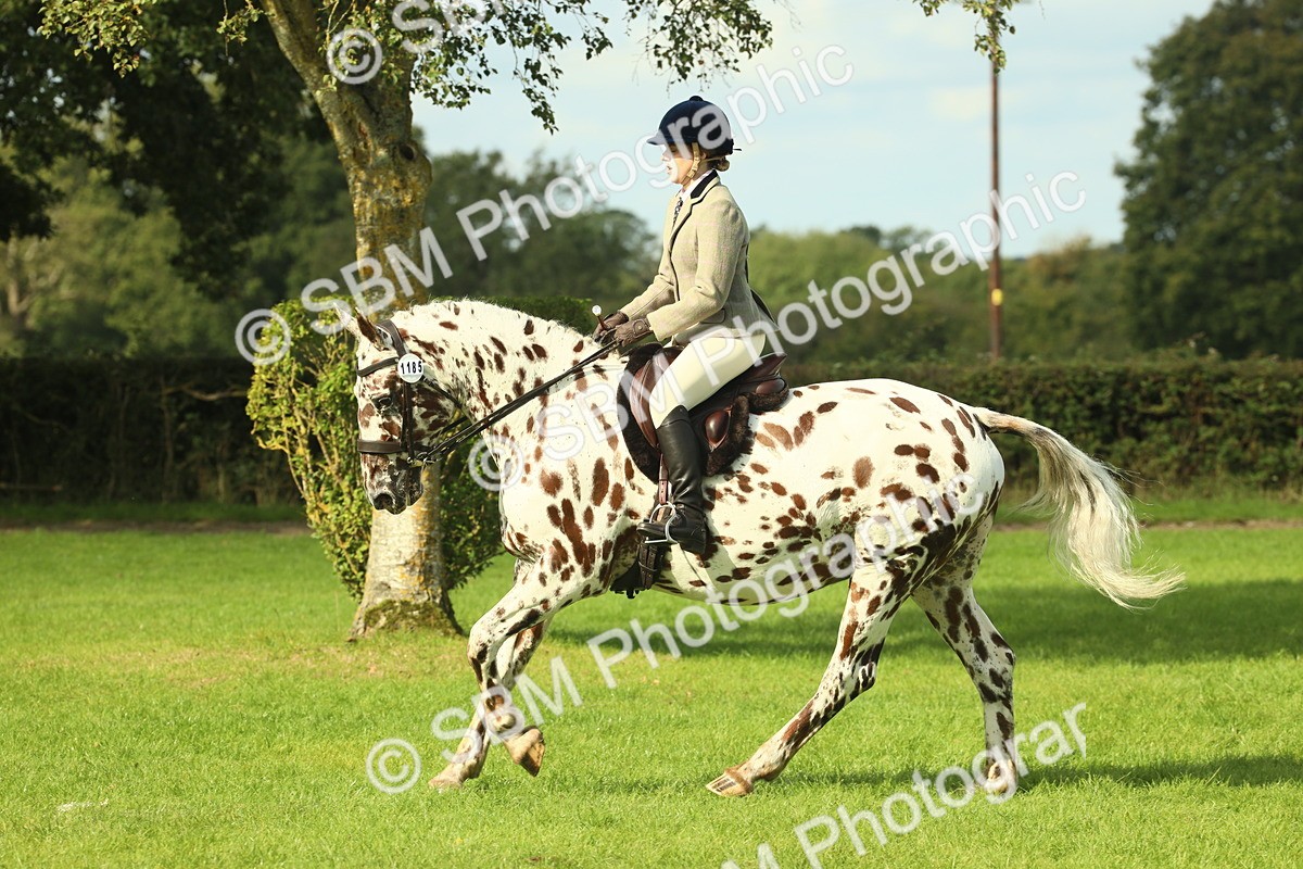 SBM_62475 - S62 - Foreign Breeds Ridden
