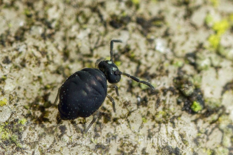 Sminthurinus niger - Sminthurinus niger
