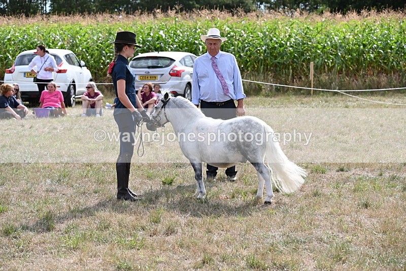 WJ6_7046 - Class 21 Shetland & Mini Horses