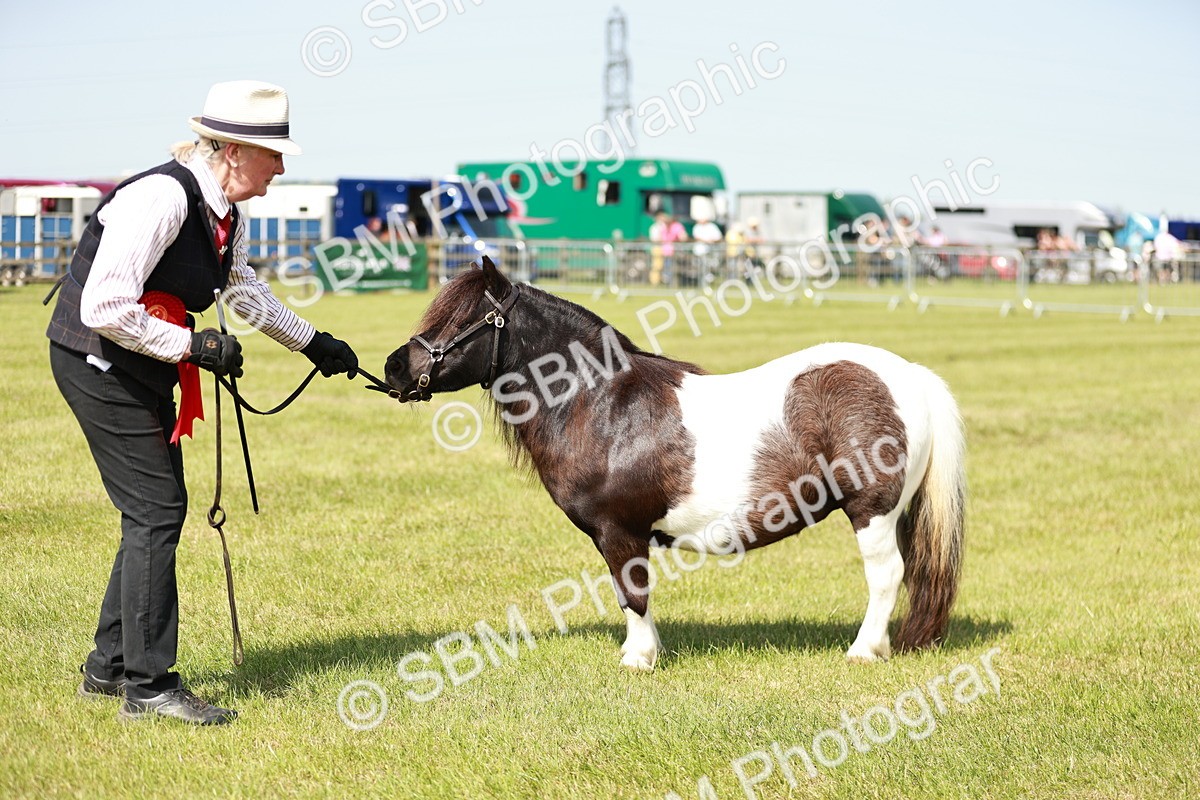 SBM_02014 - Class 14-23 - Mountain & Moorland In Hand Non Welsh