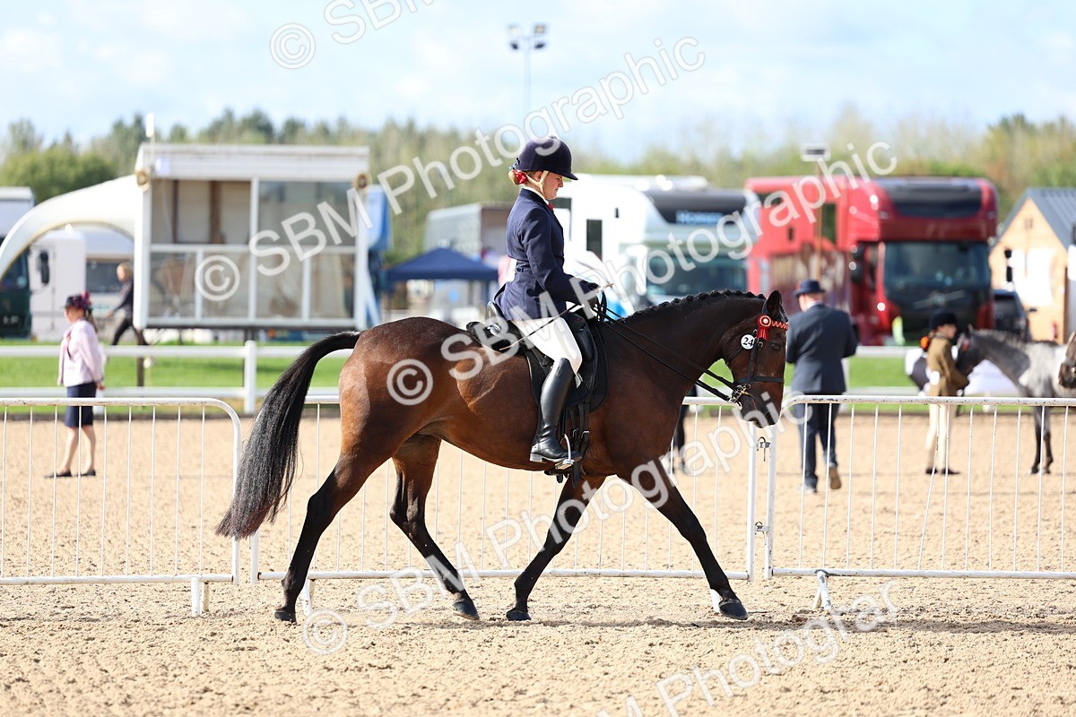 SBM_09104 - Class 303 - Ridden Pure Bred Horse Pony