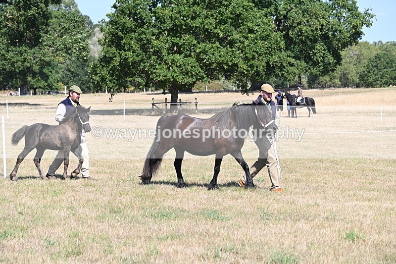 WJ6_4425 - Class 17 Mountain & Moorland