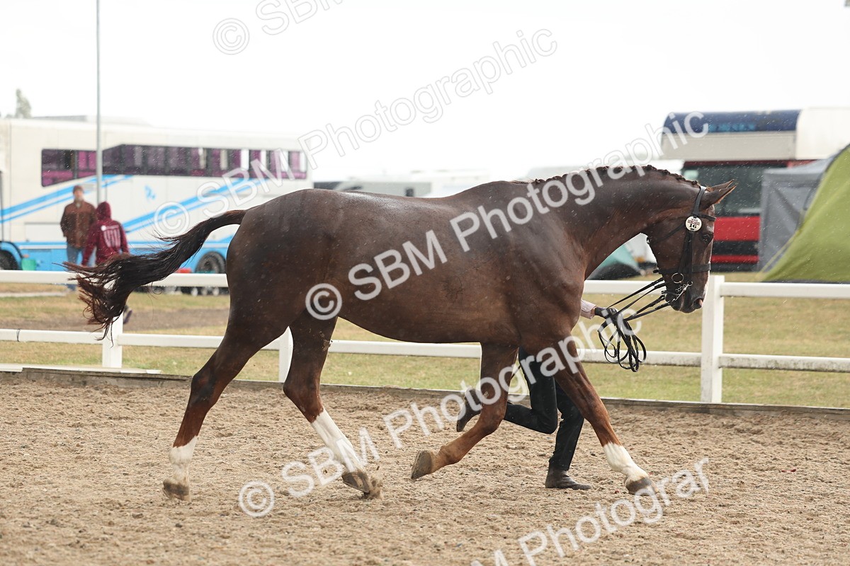 SBM_07723 - Class 27 - IH Competition Horse/Pony