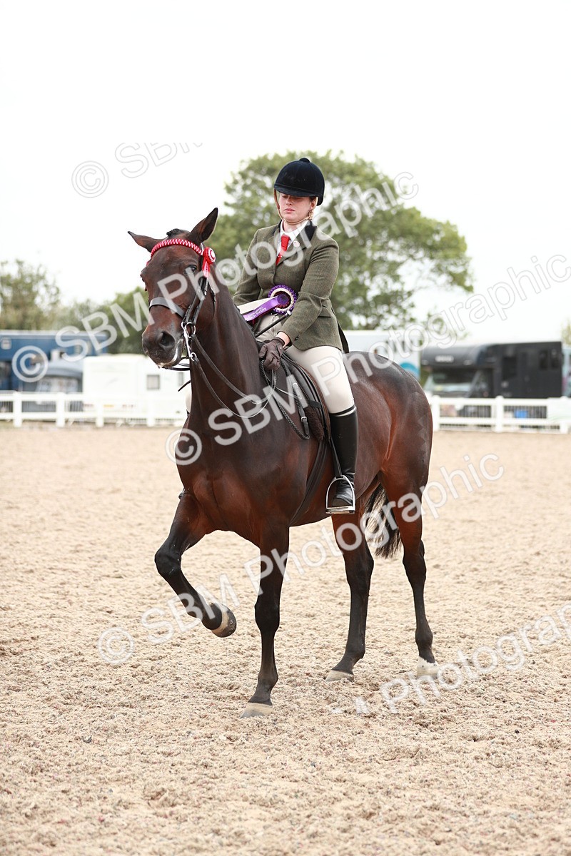 SBM_17640 - Class 215 Ridden Hack/ Riding Horse