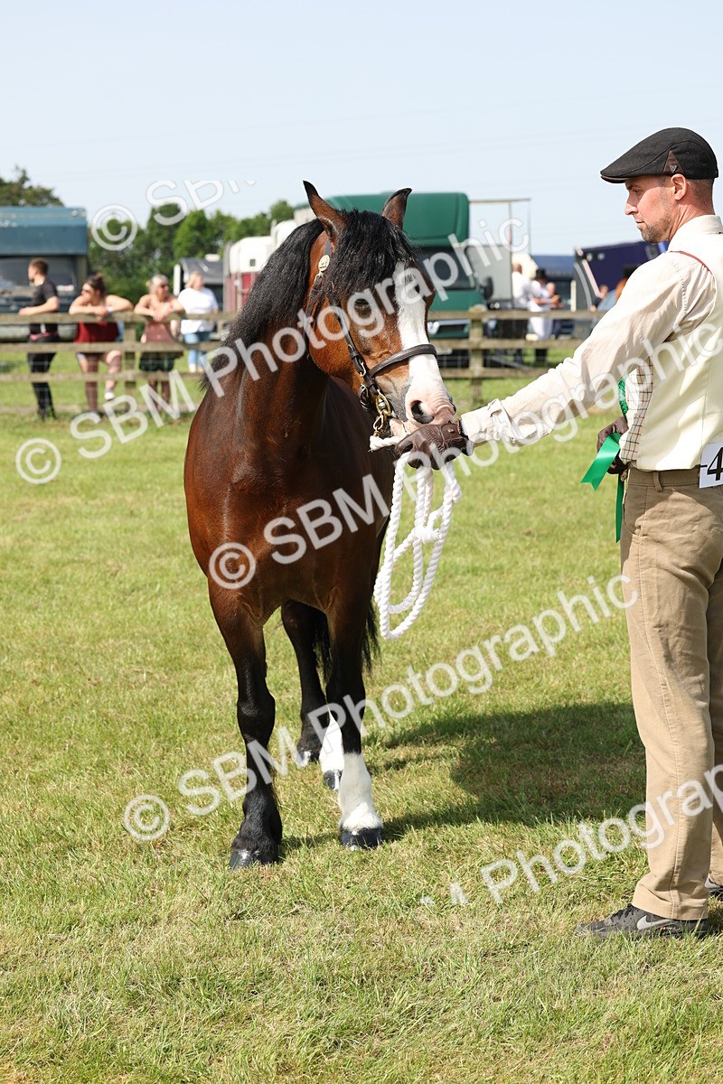 SBM_02166 - Class 6-13 - Mountatin and Moorland In Hand Welsh Breeds