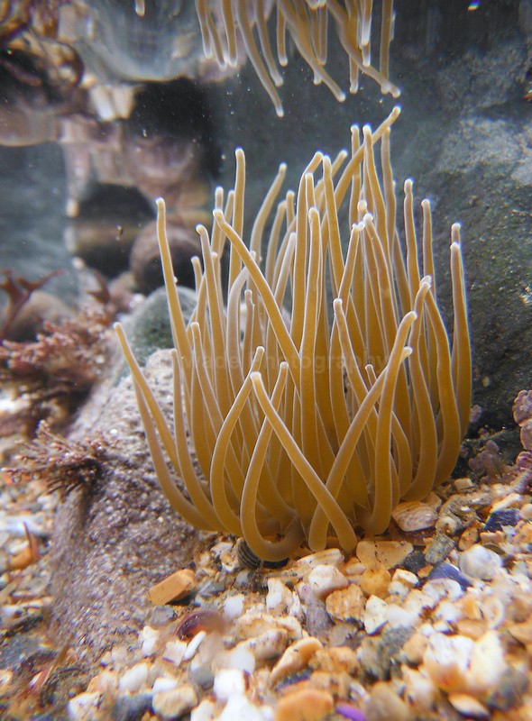 Sea Anemone, Rock Pool, Cornwall, Ian Wade - Underwater Photography Bristol, Somerset and South West