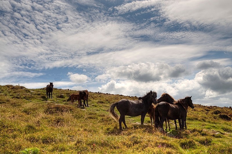 Horses on Dartmoor - Dartmoor